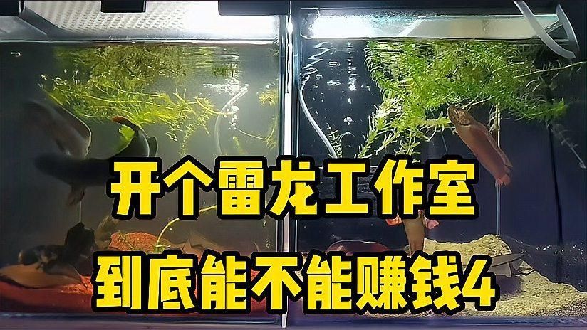 雷龍最建議買的三個品種