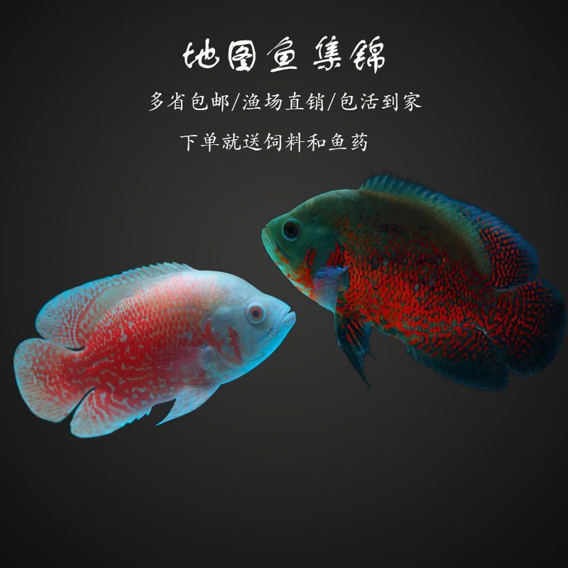 龍魚配地圖魚：龍魚與地圖魚混養(yǎng)的注意事項(xiàng)