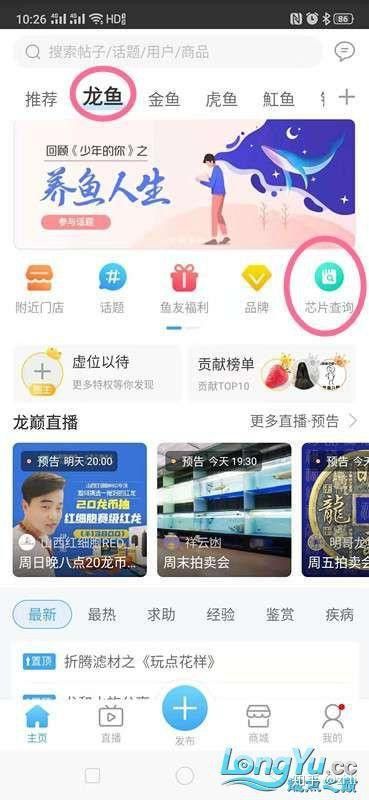 金龍魚的芯片在哪里