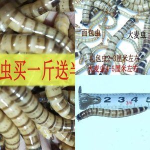 紅龍魚能喂大麥蟲嗎怎么喂：紅龍魚是否能喂食大麥蟲以及如何喂食是一個需要綜合考慮多個因素的問題