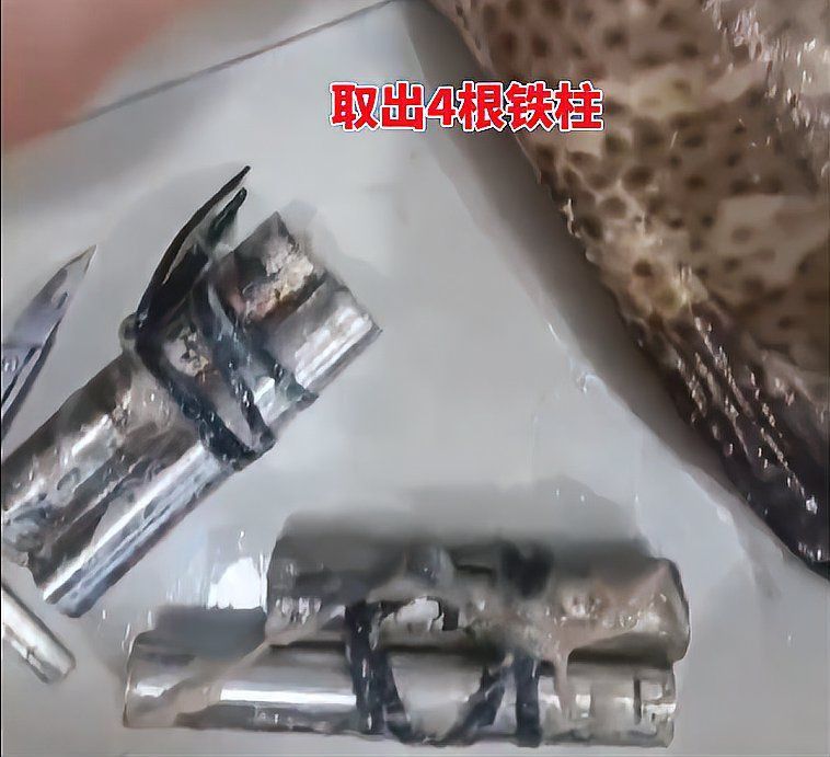 市場上40元一斤龍躉是真嗎