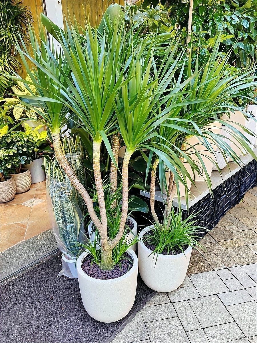 龍血樹(shù)多久施一次肥？