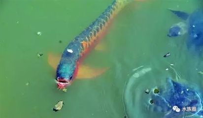 龍魚停止進口了嗎視頻：龍魚的進口情況如何 龍魚停止進口了嗎視頻：龍魚的進口情況如何 龍魚百科 第5張