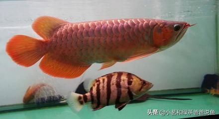 龍魚停止進口了嗎視頻：龍魚的進口情況如何 龍魚停止進口了嗎視頻：龍魚的進口情況如何 龍魚百科 第1張