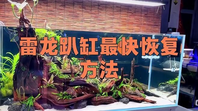 龍魚爬缸多久能恢復(fù)原狀了