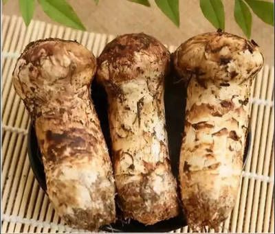 銀龍魚苗飼料中添加微量元素：銀龍魚苗飼料中添加微量元素對于微量元素的作用和注意事項