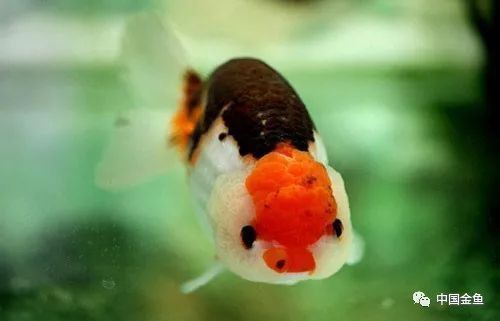 紅龍魚生病可以自愈嗎？