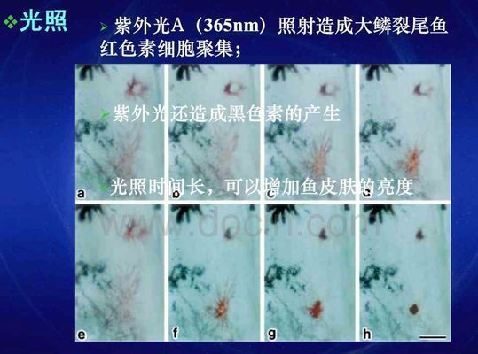 龍魚怎么變色了呢怎么回事：龍魚為什么會變色