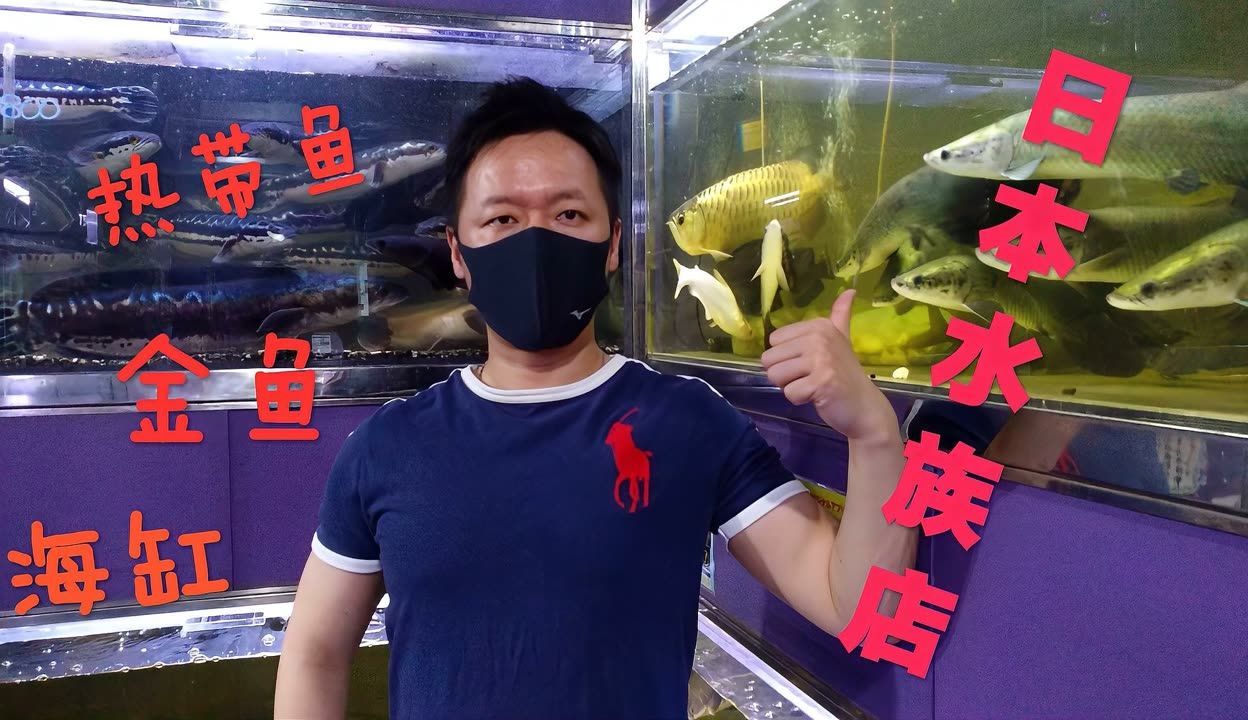 龍魚(yú)麻醉劑哪里買(mǎi)：龍魚(yú)麻醉劑品牌推薦,淘寶購(gòu)買(mǎi)麻醉劑注意事項(xiàng)