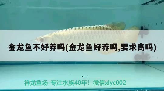 金龍魚用燈照嗎：金龍魚增氧泵的使用方法