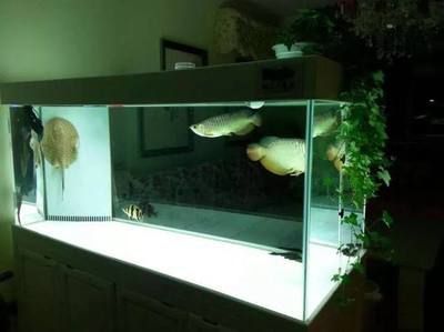 45cm寬的缸養金龍魚（45cm寬的魚缸能養過背金龍魚嗎360問答）