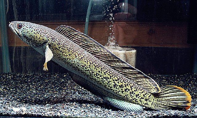 最貴的一條龍魚多少錢：最受玩家追捧的雷龍魚品種：巴卡雷龍魚，白甲烏鱧，