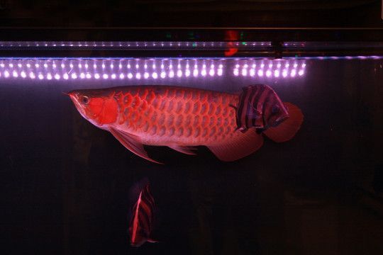 龍魚側燈打多久才有效果：龍魚側燈的使用時間和效果