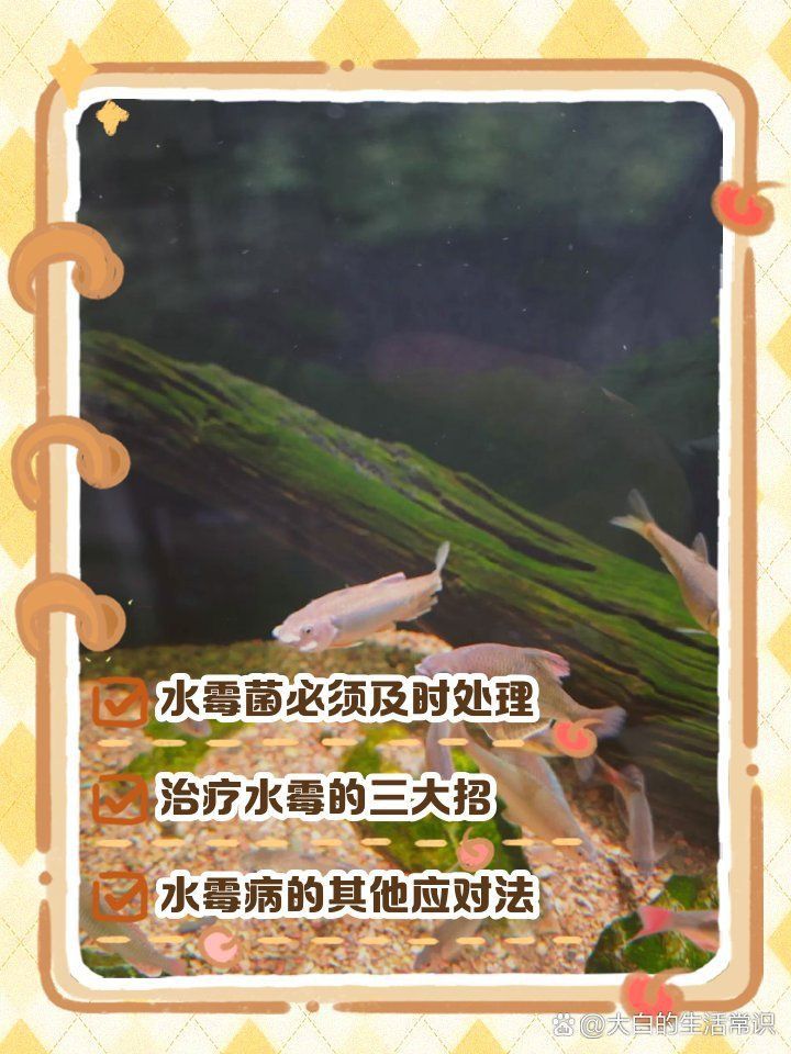 龍魚長霉菌該怎么治療