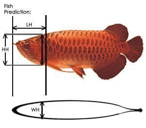 龍魚缸用什么背景好：如何選擇適合紅龍魚的背景？
