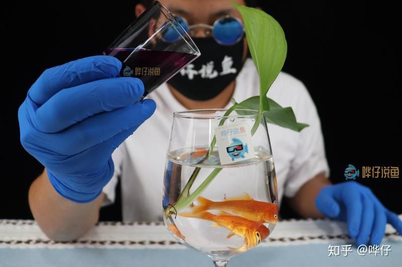 錦鯉專用萬能魚藥 錦鯉專用萬能魚藥 龍魚百科 第3張