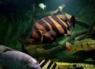 龍魚不吃飼料只吃活食怎么辦：龍魚不吃飼料只吃活食怎么辦龍魚不吃活食怎么辦 龍魚不吃飼料只吃活食怎么辦：龍魚不吃飼料只吃活食怎么辦龍魚不吃活食怎么辦 龍魚百科 第2張
