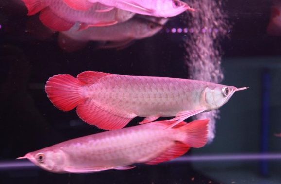 10cm紅龍魚(yú)魚(yú)苗價(jià)格多少一條合適：紅龍魚(yú)魚(yú)苗價(jià)格多少錢(qián)一條