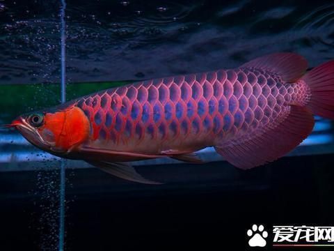 龍魚如何喂食大麥蟲(喂食龍魚大麥蟲的注意事項) 龍魚百科 第1張 龍魚如何喂食大麥蟲(喂食龍魚大麥蟲的注意事項) 龍魚如何喂食大麥蟲(喂食龍魚大麥蟲的注意事項) 龍魚百科 第1張