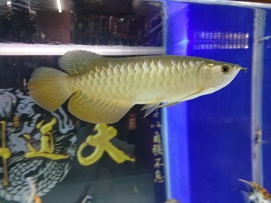 龍魚如何喂食大麥蟲(喂食龍魚大麥蟲的注意事項) 龍魚百科 第3張 龍魚如何喂食大麥蟲(喂食龍魚大麥蟲的注意事項) 龍魚如何喂食大麥蟲(喂食龍魚大麥蟲的注意事項) 龍魚百科 第3張