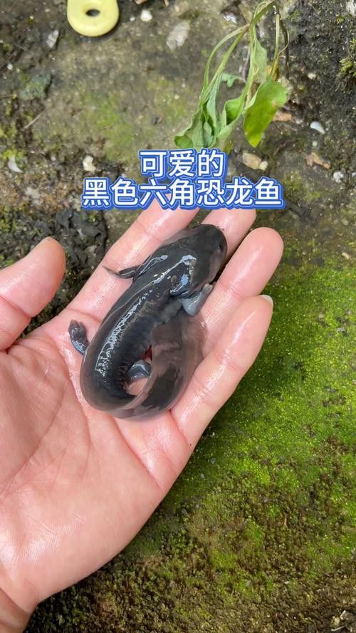 恐龍魚和黑魚