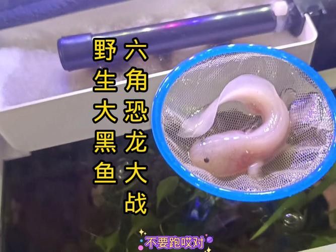 恐龍魚和黑魚