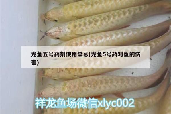 龍魚5號藥水：龍魚5號藥水使用方法 龍魚5號藥水：龍魚5號藥水使用方法 龍魚百科 第5張