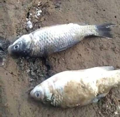 雷龍魚白毛和水霉病的區別（如何判斷雷龍魚患水霉病）