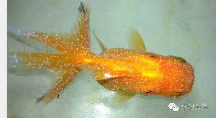 雷龍魚白毛和水霉病的區別（如何判斷雷龍魚患水霉病）