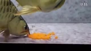 金龍魚產卵是怎么產卵的：金龍魚的產卵過程
