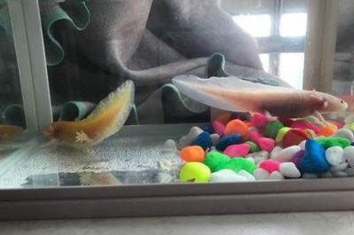龍魚過溫多久可以喂食：龍魚過溫后什么時候可以喂食