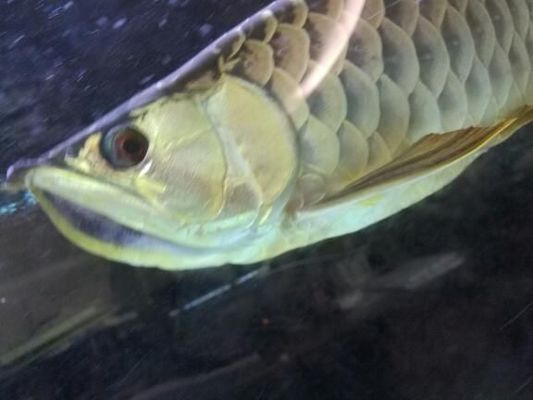 龍魚的眼睛鼓了怎么辦:龍魚眼睛鼓起可能是由于多種原因造成的,龍魚眼睛鼓起的處理方法 龍魚百科 第2張 龍魚的眼睛鼓了怎么辦:龍魚眼睛鼓起可能是由于多種原因造成的,龍魚眼睛鼓起的處理方法 龍魚的眼睛鼓了怎么辦:龍魚眼睛鼓起可能是由于多種原因造成的,龍魚眼睛鼓起的處理方法 龍魚百科 第2張