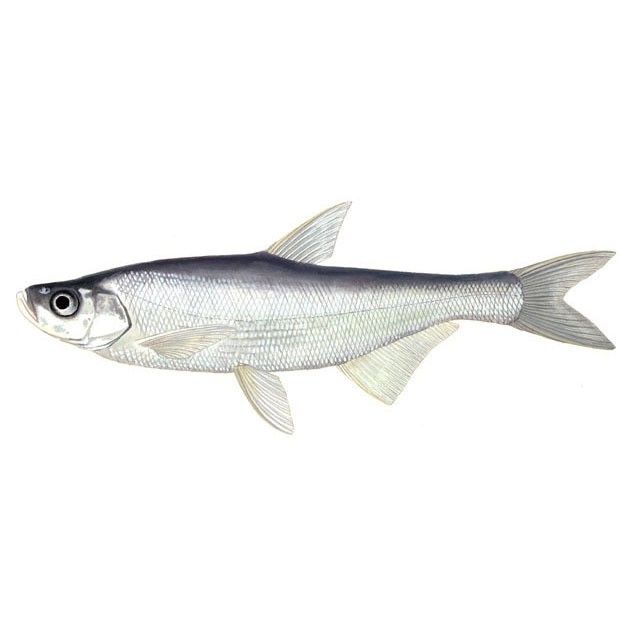 金龍魚是翹嘴嗎