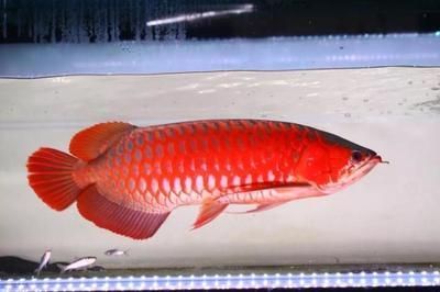 紅龍魚養(yǎng)幾條（紅龍魚養(yǎng)幾條好） 紅龍魚養(yǎng)幾條（紅龍魚養(yǎng)幾條好） 龍魚百科 第4張