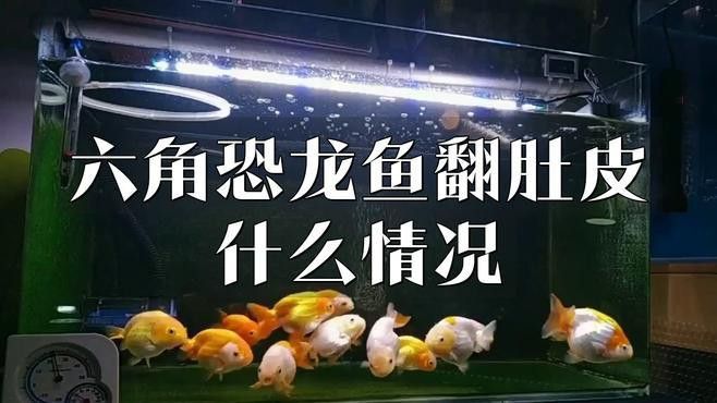 哪些疾病會導致龍魚翻肚？