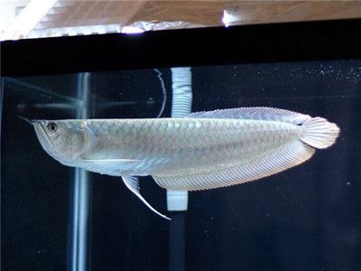 銀龍魚眼睛白色凸起是什么?。ㄣy龍魚眼睛出現(xiàn)白色凸起的情況可能涉及多種疾?。? title=