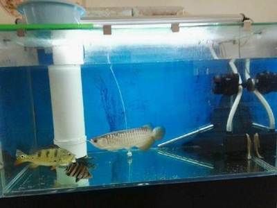 龍魚的正確飼養方法圖解：關于龍魚的正確飼養方法