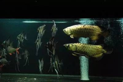金龍魚單養(yǎng)好還是加配魚好：金龍魚單養(yǎng)與混養(yǎng)各有利弊