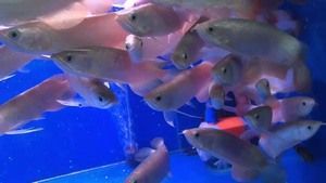 金龍魚單養(yǎng)好還是加配魚好：金龍魚單養(yǎng)與混養(yǎng)各有利弊