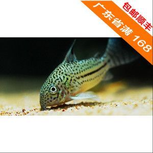 5公分銀龍魚苗批發價（5公分的銀龍魚苗價格是多少錢一條銀龍魚苗價格多少錢一條） 5公分銀龍魚苗批發價（5公分的銀龍魚苗價格是多少錢一條銀龍魚苗價格多少錢一條） 龍魚百科 第3張