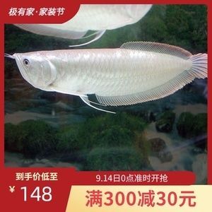 5公分銀龍魚苗批發價（5公分的銀龍魚苗價格是多少錢一條銀龍魚苗價格多少錢一條） 5公分銀龍魚苗批發價（5公分的銀龍魚苗價格是多少錢一條銀龍魚苗價格多少錢一條） 龍魚百科 第2張