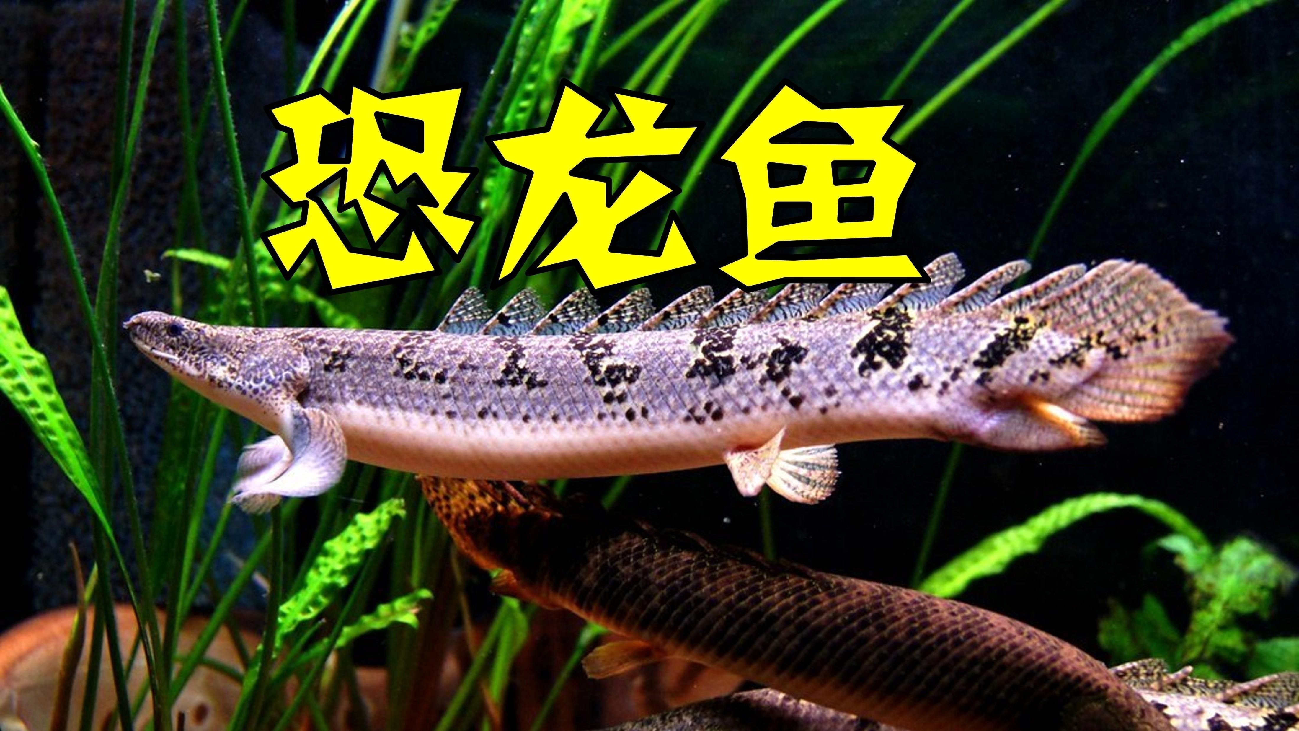 恐龍魚壽命有多長啊圖片欣賞 恐龍魚壽命有多長啊圖片欣賞 龍魚百科 第1張