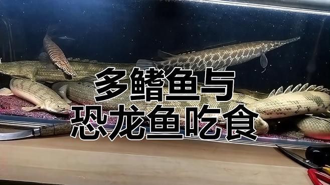 恐龍魚壽命有多長啊圖片欣賞 恐龍魚壽命有多長啊圖片欣賞 龍魚百科 第2張