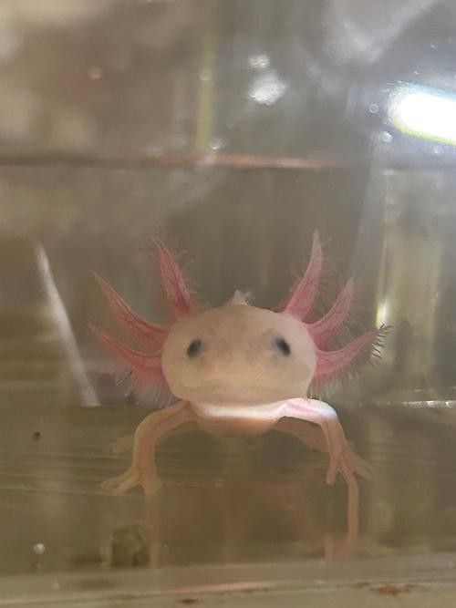 恐龍魚壽命有多長啊圖片欣賞 恐龍魚壽命有多長啊圖片欣賞 龍魚百科 第22張