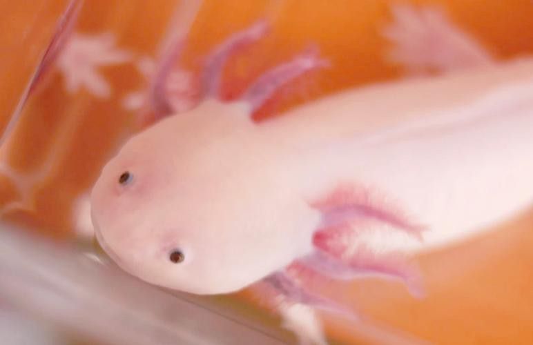 恐龍魚壽命有多長啊圖片欣賞 恐龍魚壽命有多長啊圖片欣賞 龍魚百科 第25張