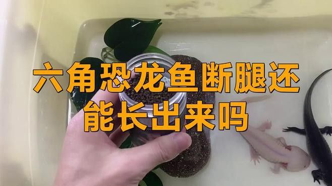 恐龍魚壽命有多長啊圖片欣賞 恐龍魚壽命有多長啊圖片欣賞 龍魚百科 第32張