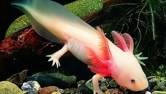 恐龍魚壽命有多長啊圖片欣賞 恐龍魚壽命有多長啊圖片欣賞 龍魚百科 第34張