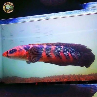 雷龍魚能養幾條（雷龍魚養殖數量取決于多個因素，養殖雷龍魚的數量取決于多個因素）