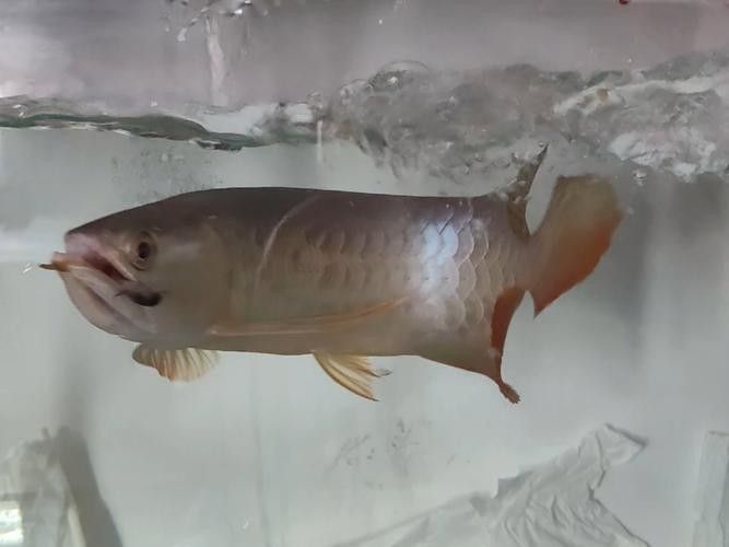 龍魚要怎么養才變大 龍魚百科 第5張 龍魚要怎么養才變大 龍魚要怎么養才變大 龍魚百科 第5張