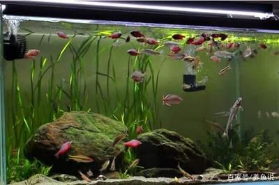 紅龍魚喂什么上色好養活一點（紅龍魚喂什么上色好養活一點呢）